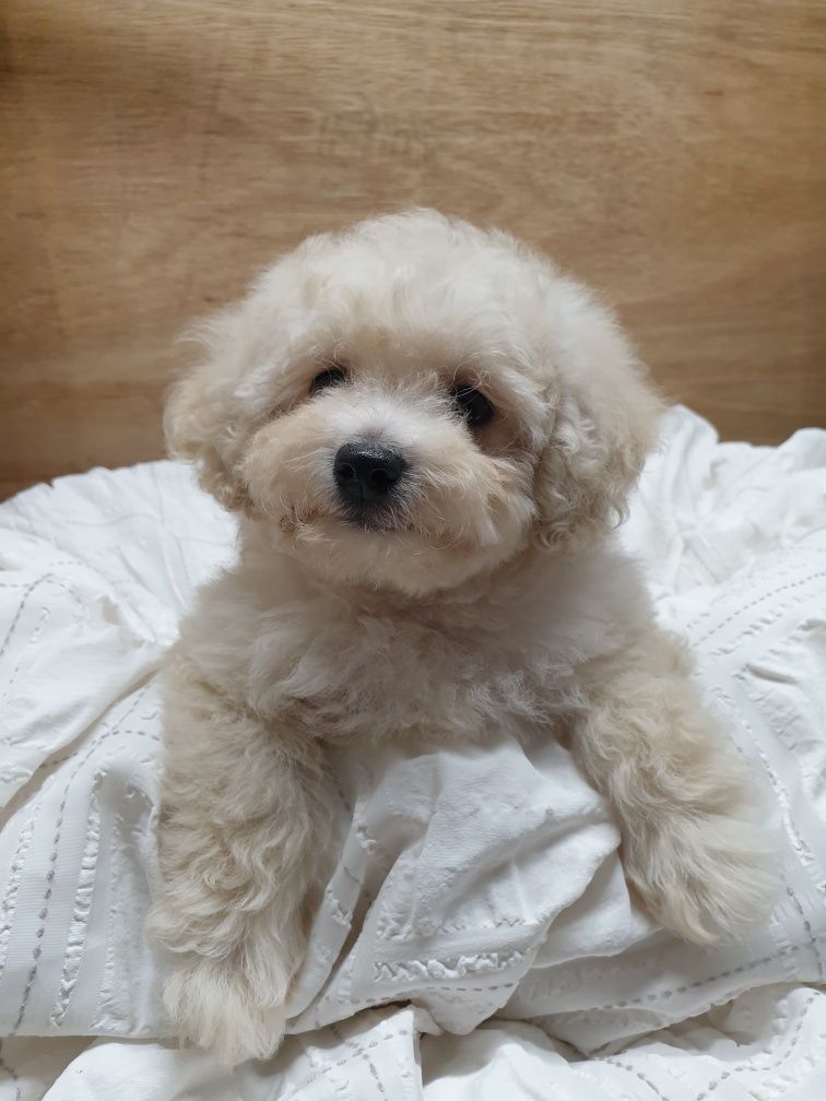 Poochon/ Bichpoo/ Bichon/ Pudel. Chłopczyk.