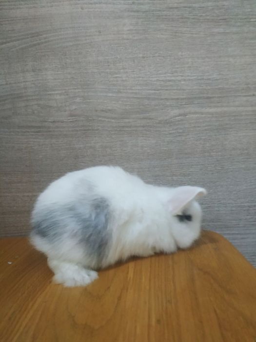 Кролик міні Лоп , міні кролик, карликовий кролик