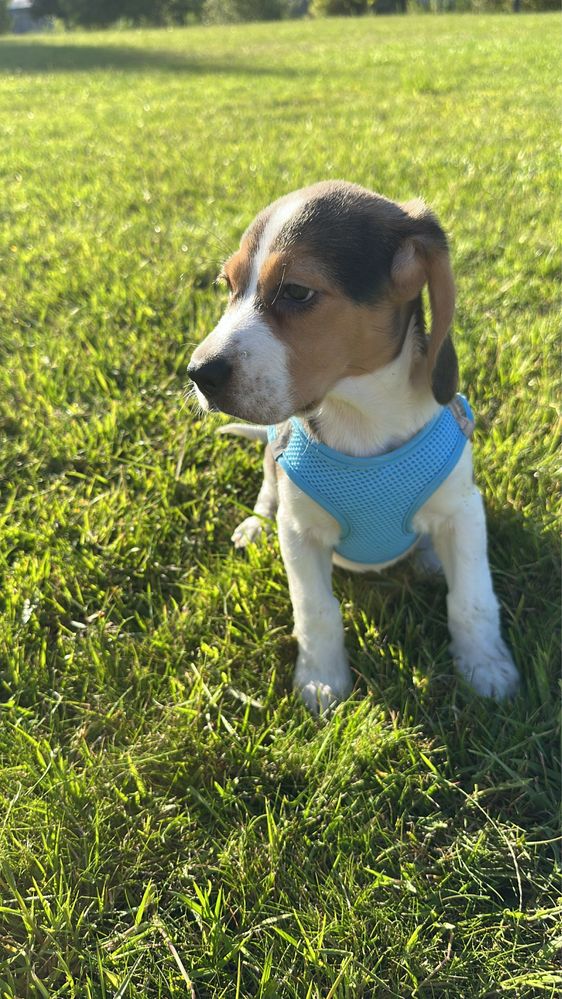Lindo filhor Beagle
