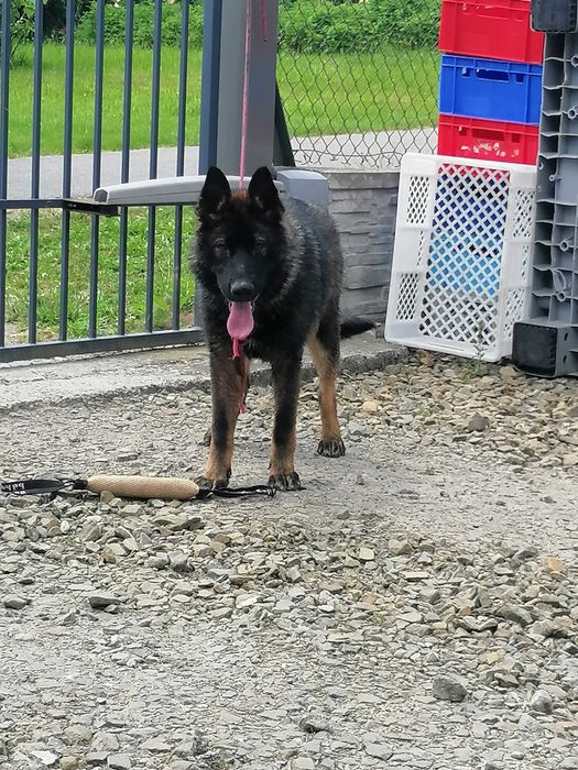 owczarek niemiecki uzytkowy suczka sprzedam