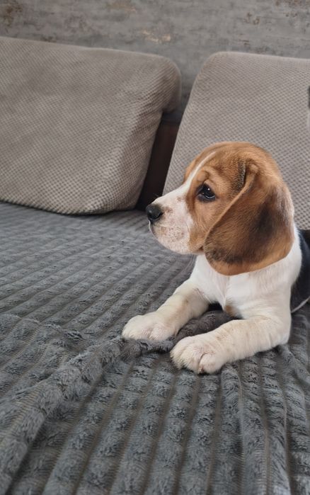 Beagle urocza sunia