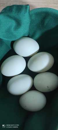 Продам инкубационные яйца утки неснушки индийского бегунка