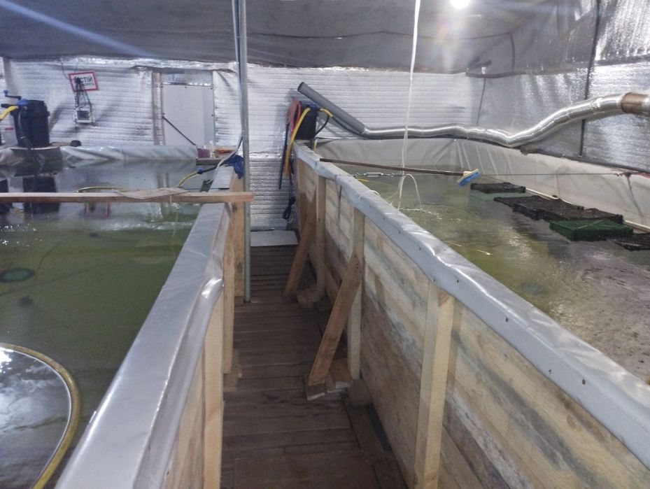 Обладнання для вирощування креветки макробрахіум розенберга