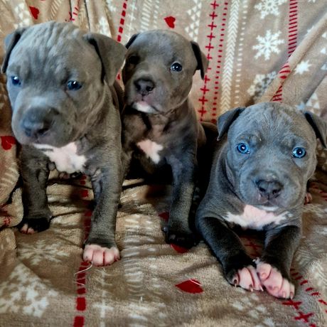 American Staffordshire terrier