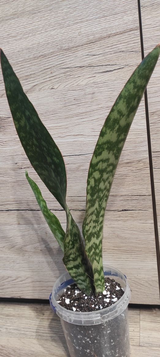 Sansevieria Aubrytiana Dragon