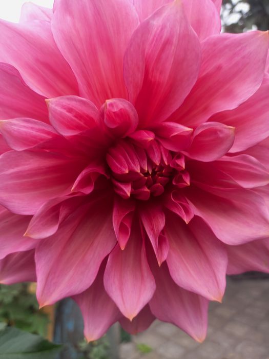 Продам   георгины