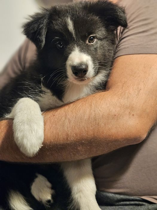 Border Collie ZKwP/FCI