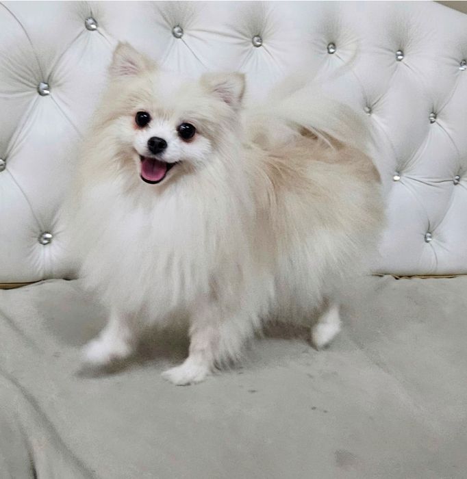 Suczka szpic miniaturowy dorosła