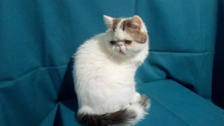 Отдам в добрые руки котика экзота