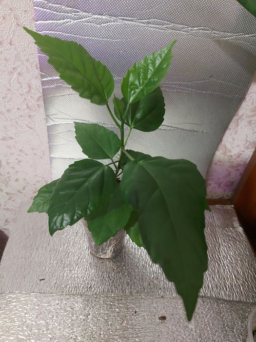 гибискусы комнатные