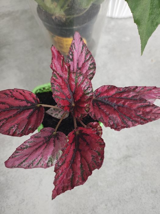 Begonia Rex Pink sadzonka