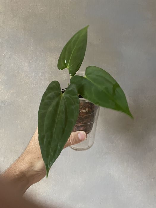 Anthurium Dark Phoenix x papillilaminum elongated kolekcjonerskie