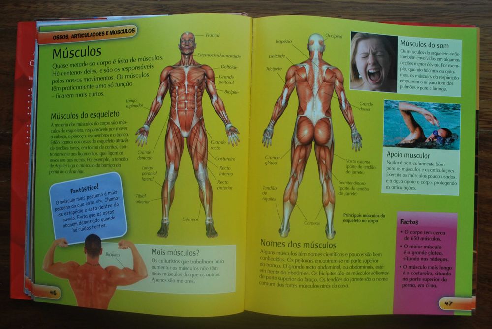 A Enciclopédia do Corpo Humano (A Partir 8 Anos)