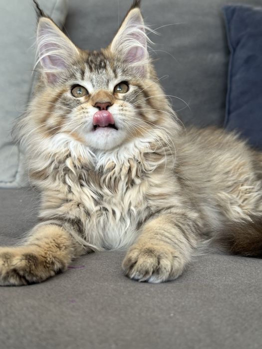 Kocięta koteczka szylkretka Maine Coon