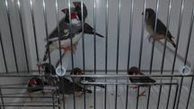 Vendo diamantes mandarins de bochecha preta