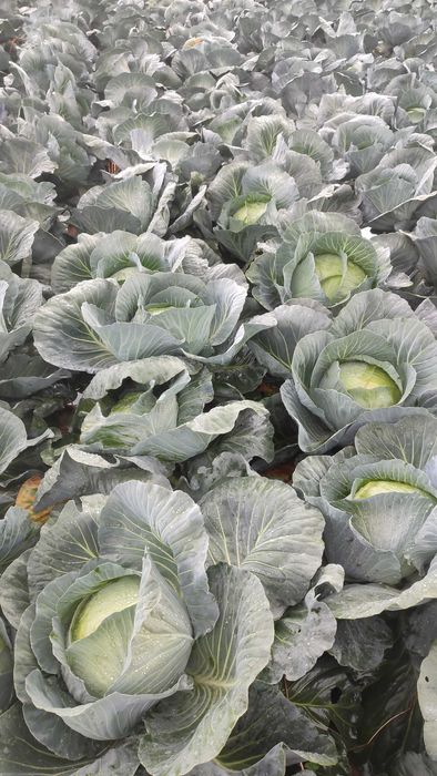 Kapusta biała Agresor.