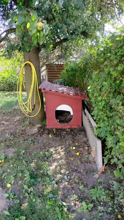 Sprzedam domek dla psa