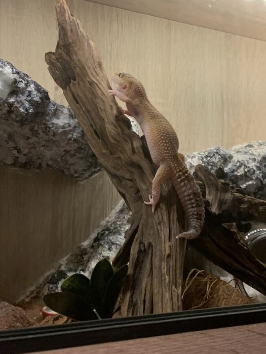 Terrarium + dwie gekony lamparci