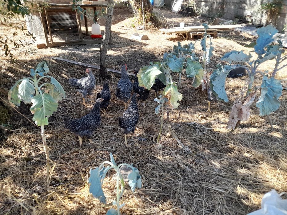 Galos Pedrês Portuguesa