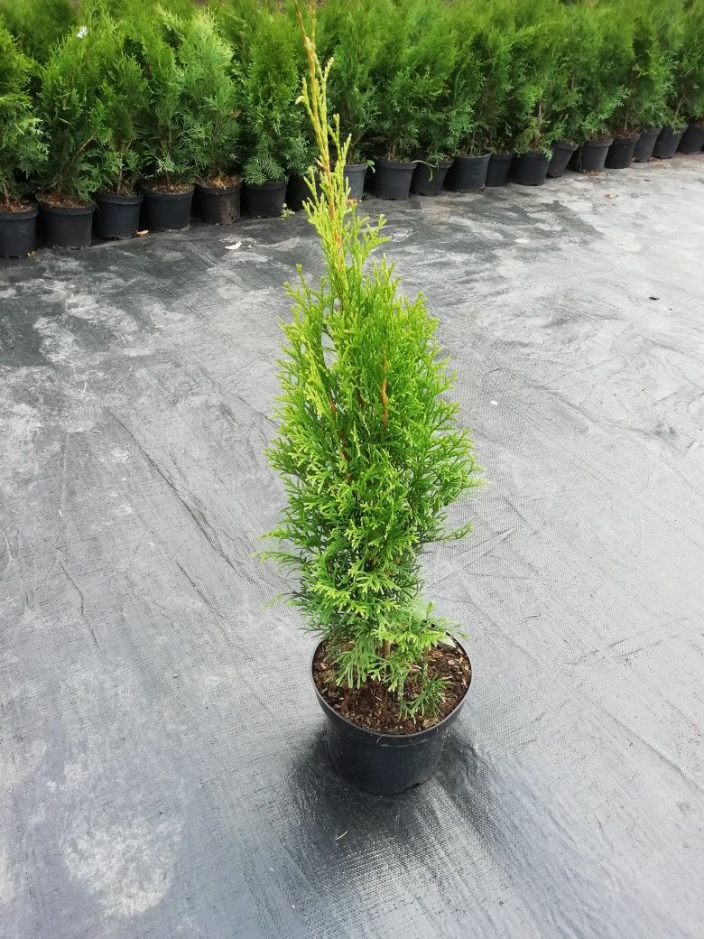 Tuja (thuja) szmaragd / Transport / Doniczka 5L