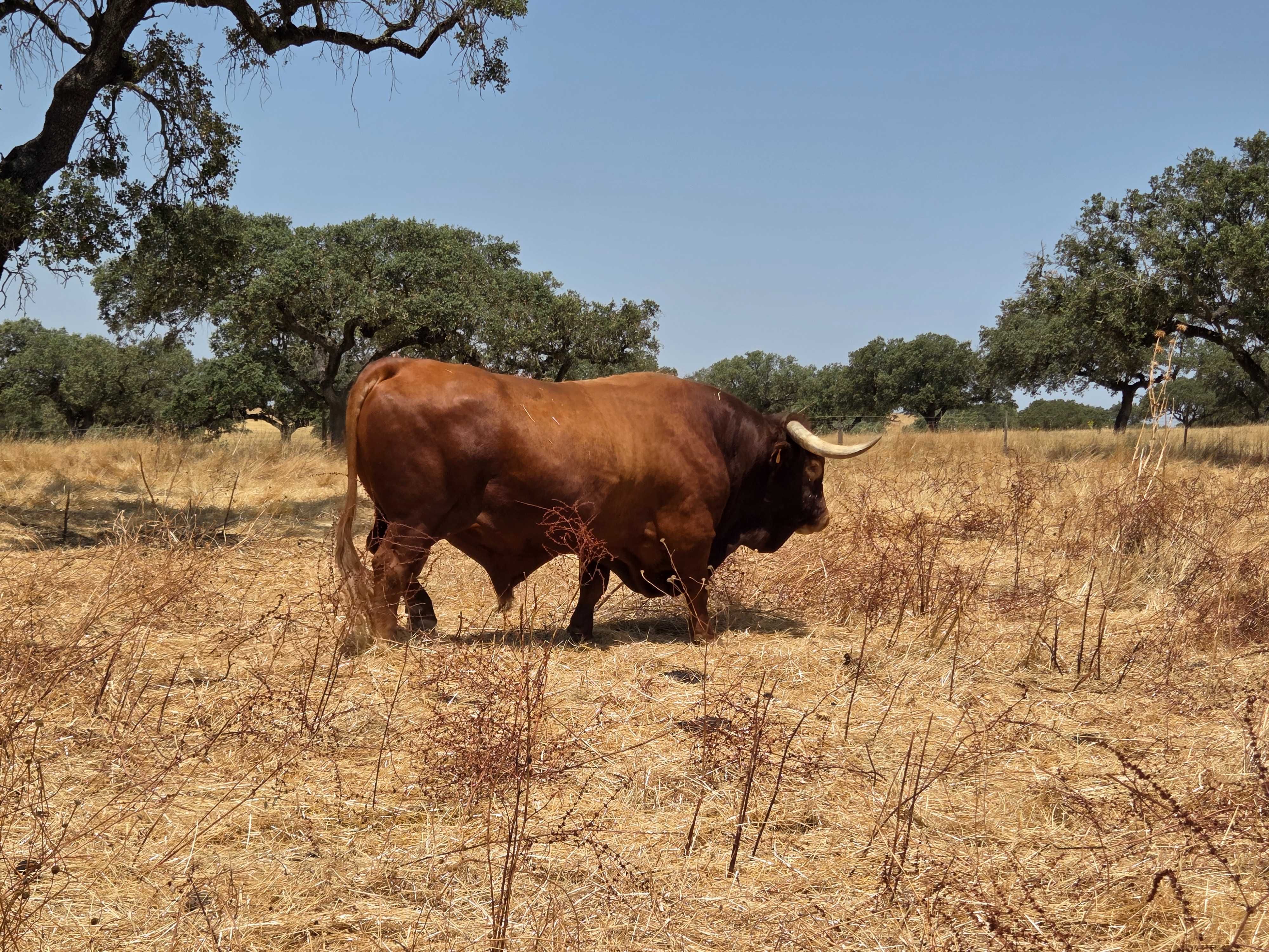 Novilhas de Raça Alentejana