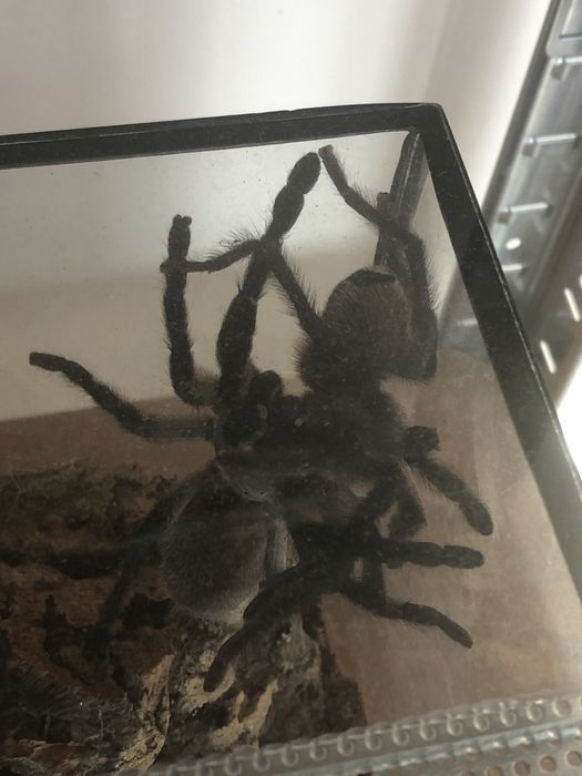 Monocentropus balfouri 5,5 dc samica