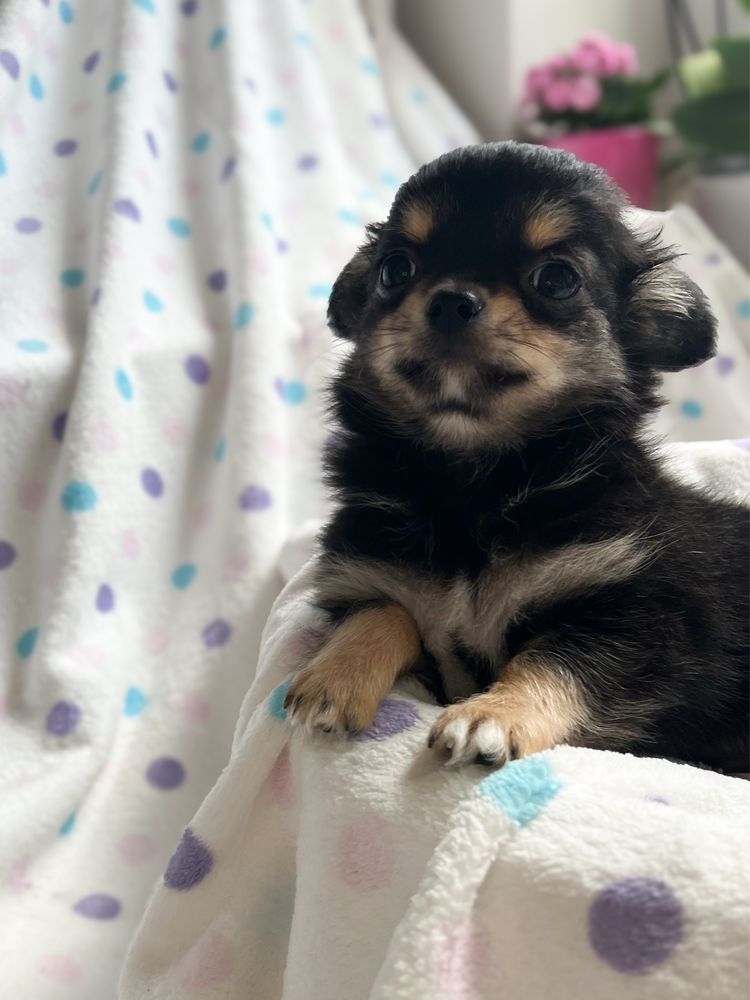 Chihuahua długowłosy słodziak