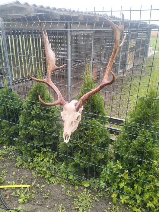 Poroże jelenia z czaszką