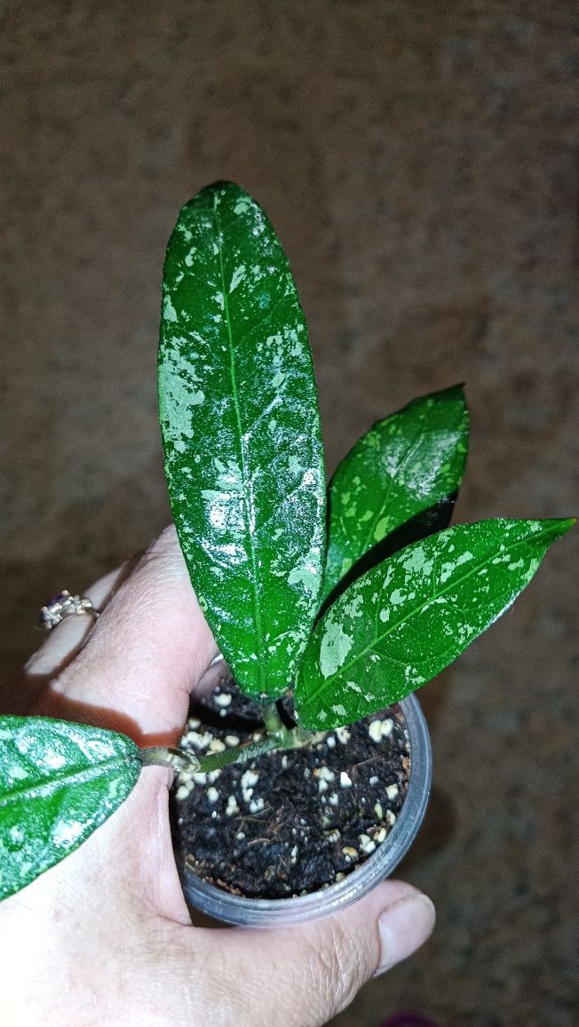 Хойя sp.Aceh long leaves splash