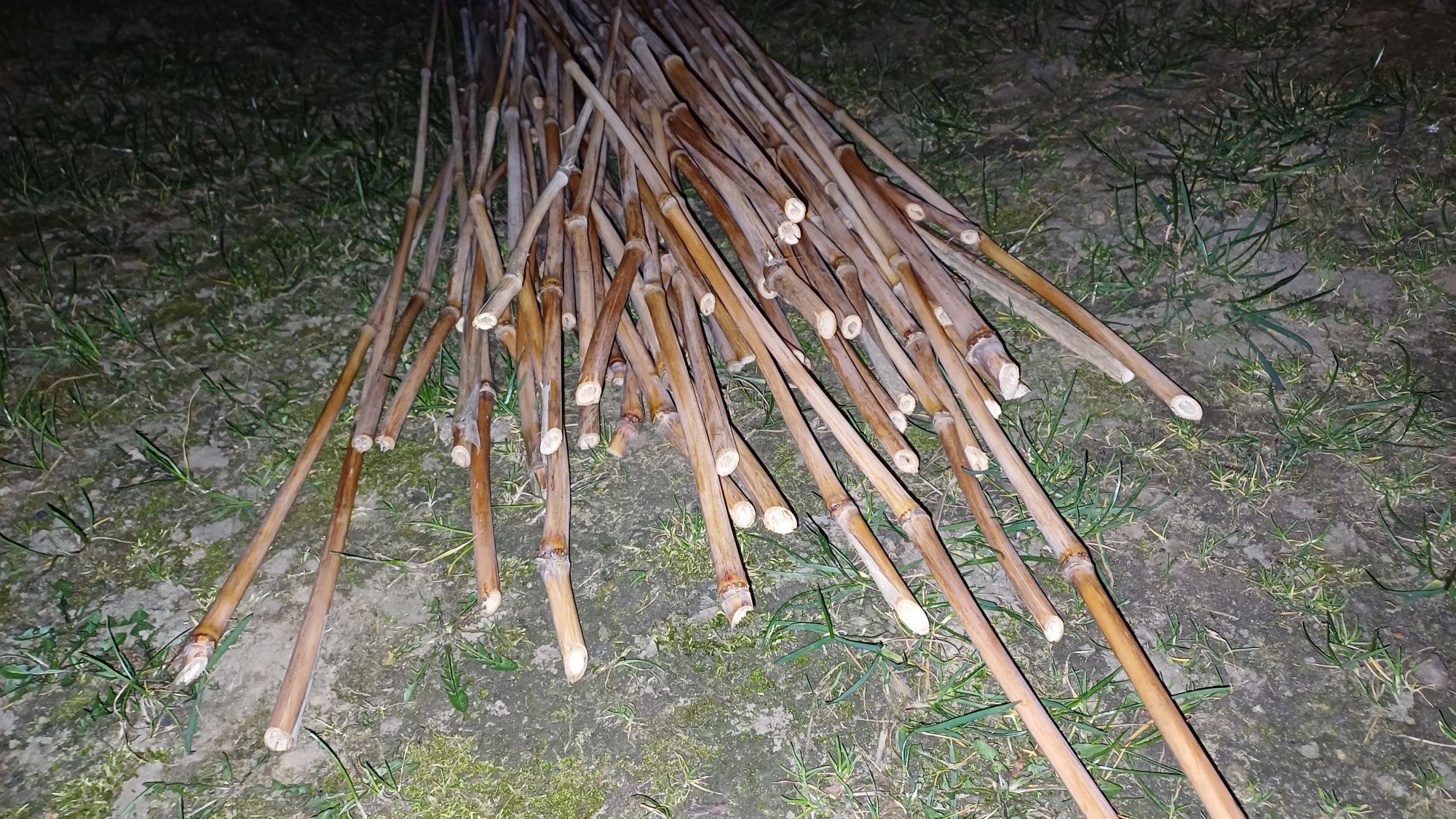 Kije - tyczki bambusowe / trzcinowe od 1 do 3 m 105 sztuk