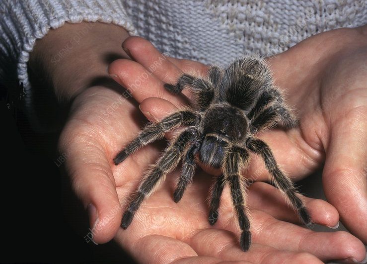 Тарантул паук для новичков супер животное хобби