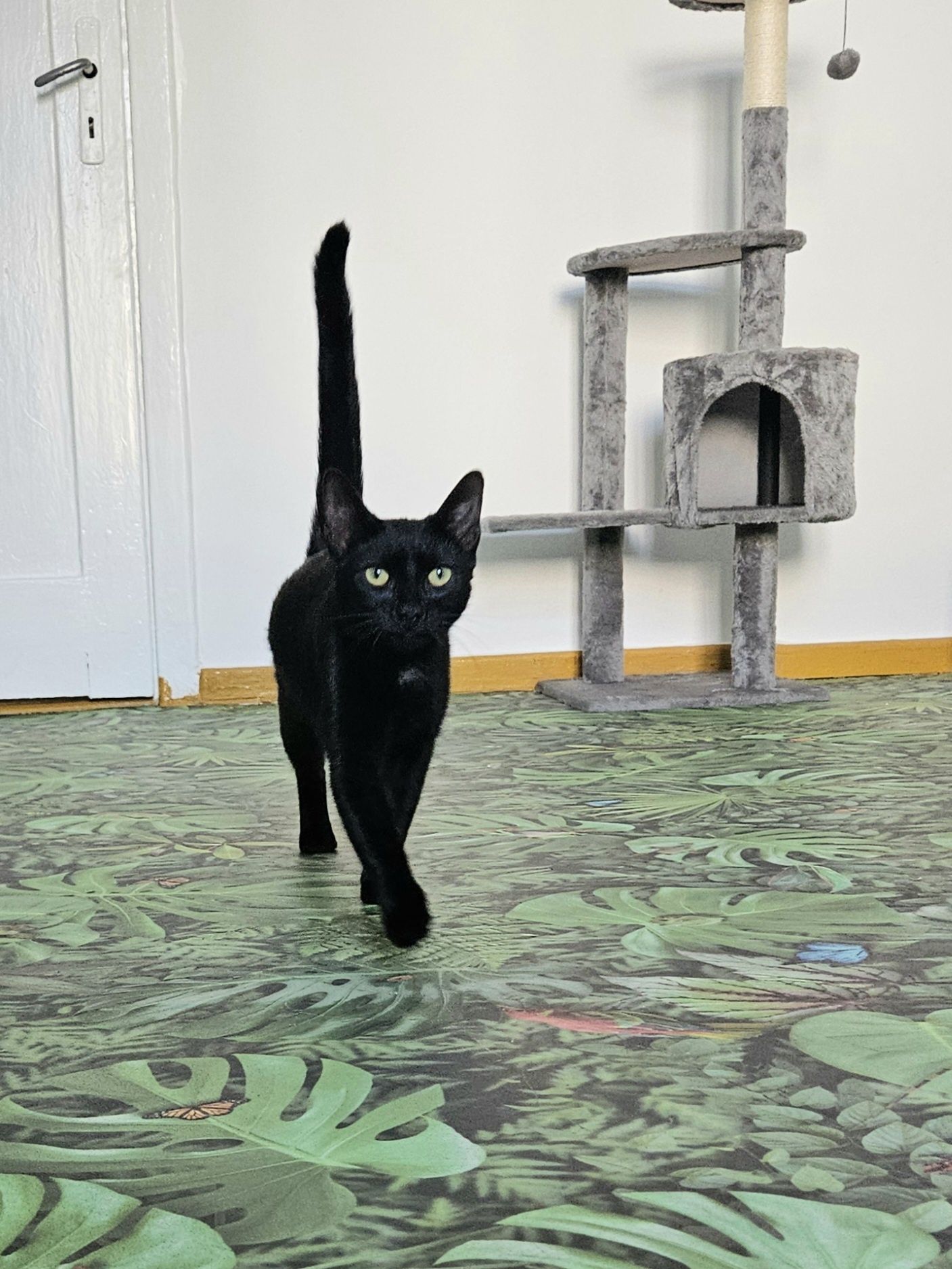 Piękna kotka do adopcji,  kot, kotek