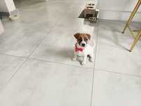 Jack Russell Terrier