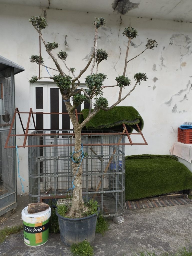 Vendo oliveira de jardim