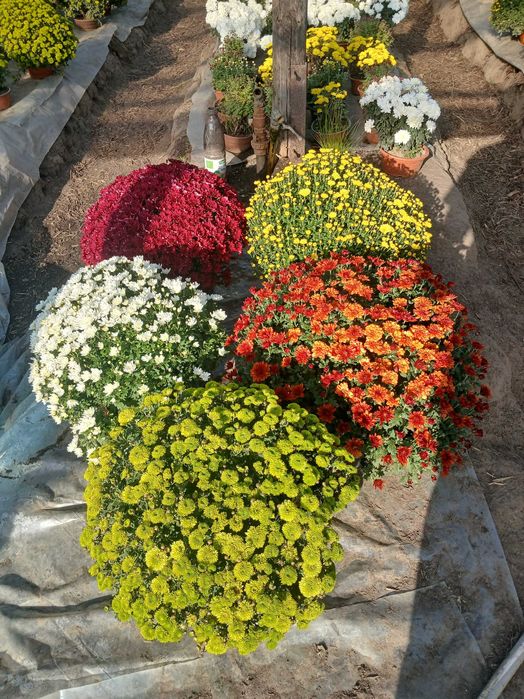 Sprzedam chryzantemy