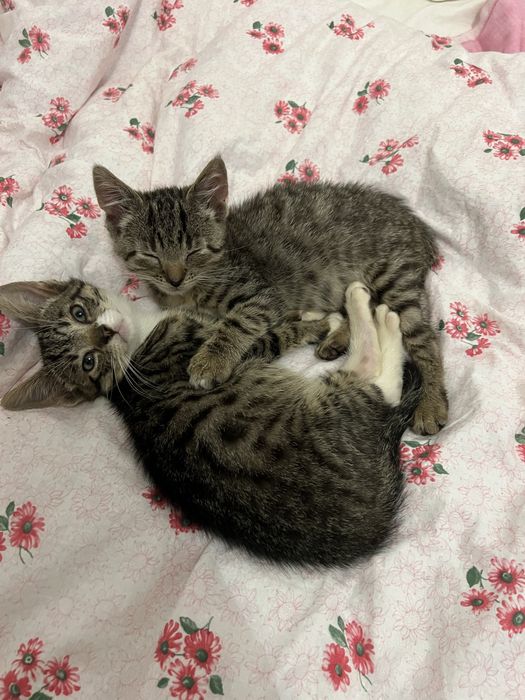 Dwa małe kocurki szukają wspólnego domku.