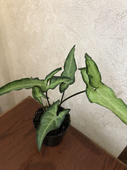 Сингоніуми, сциндаппсуси