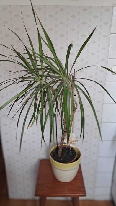 Dracena marginata