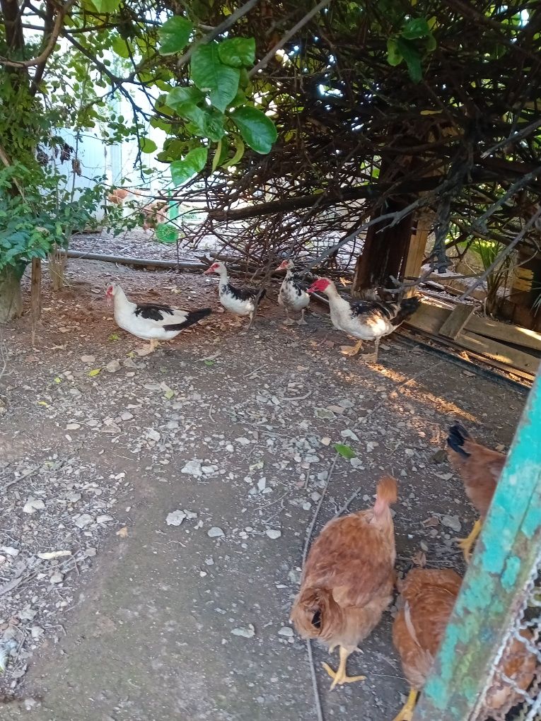 Frango do campo caseiro