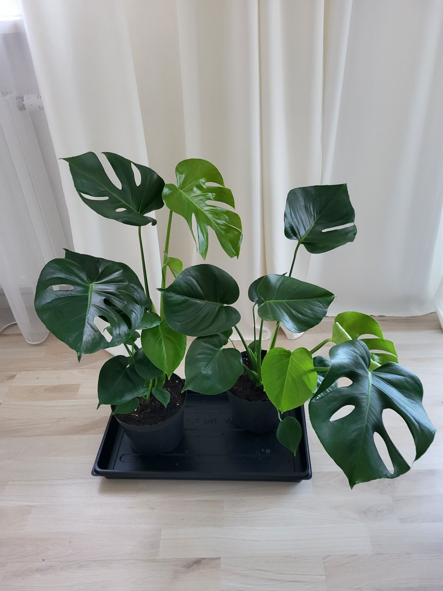 Monstera  około 80-90cm