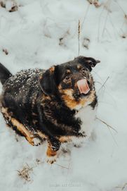 Piesek który kocha ludzi