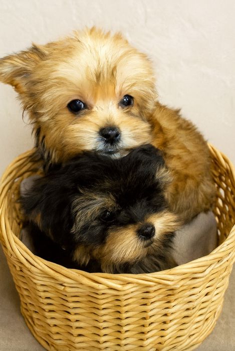 Йоркширський терьер цуценята, Йорк, міні