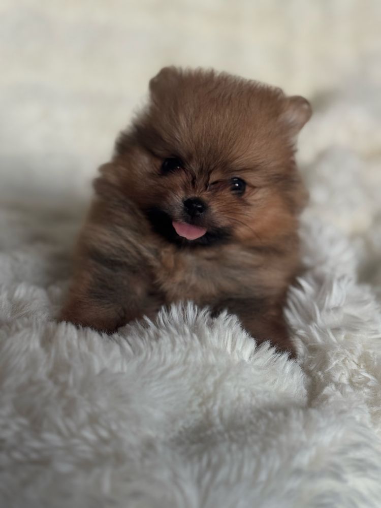 Szpic miniaturowy/Pomeranian - chłopiec
