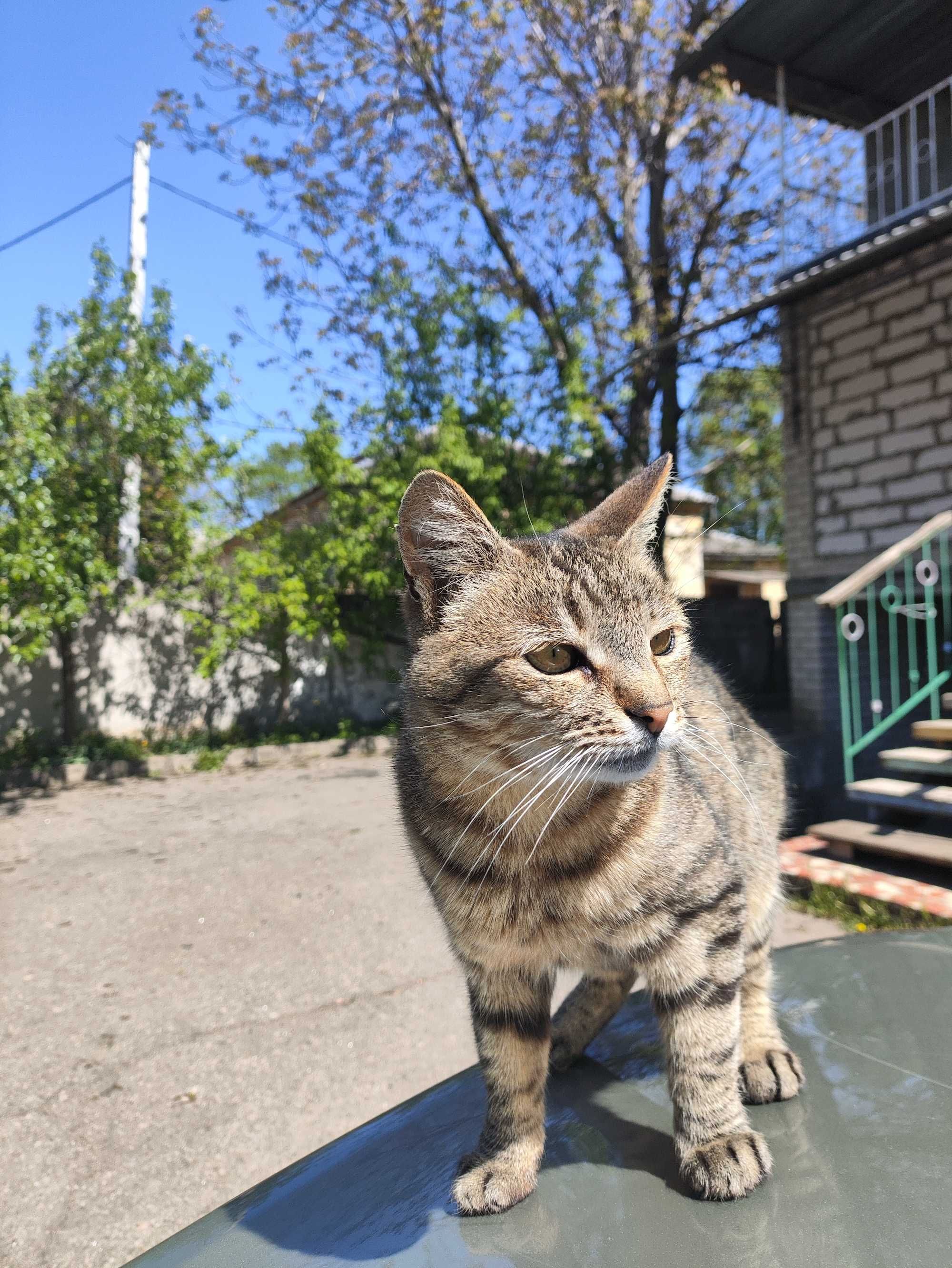 Віддам кицю в добрі руки