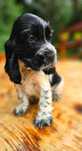 Cocker Spaniel Angielski - suczka Blue Roan, rodowód