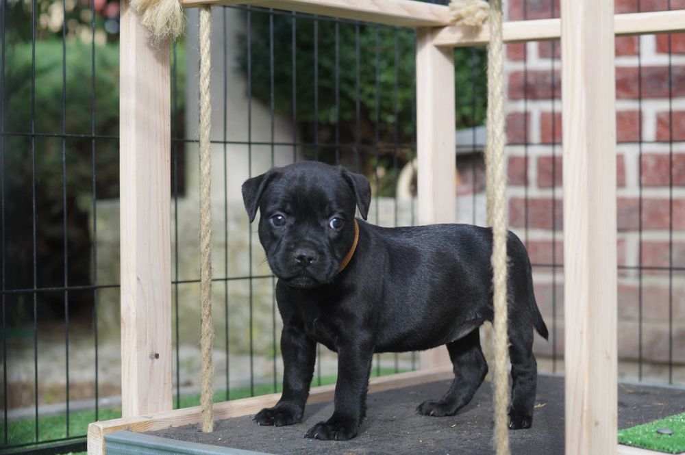 Stffordshire Bull Terrier  ZKwP/ FCI