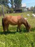 Kucyk do sprzedania