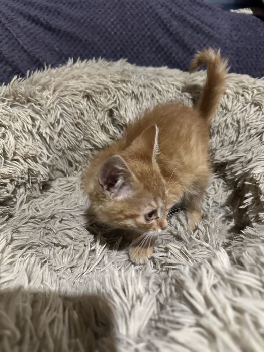 Котик риже кошеня руде 2,5 місяців