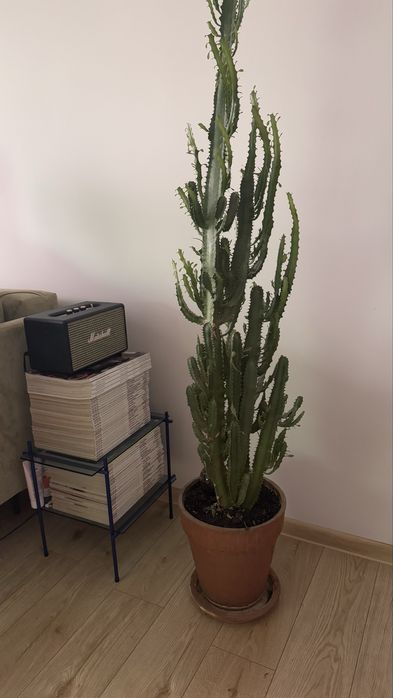Wilczomlecz 180 cm