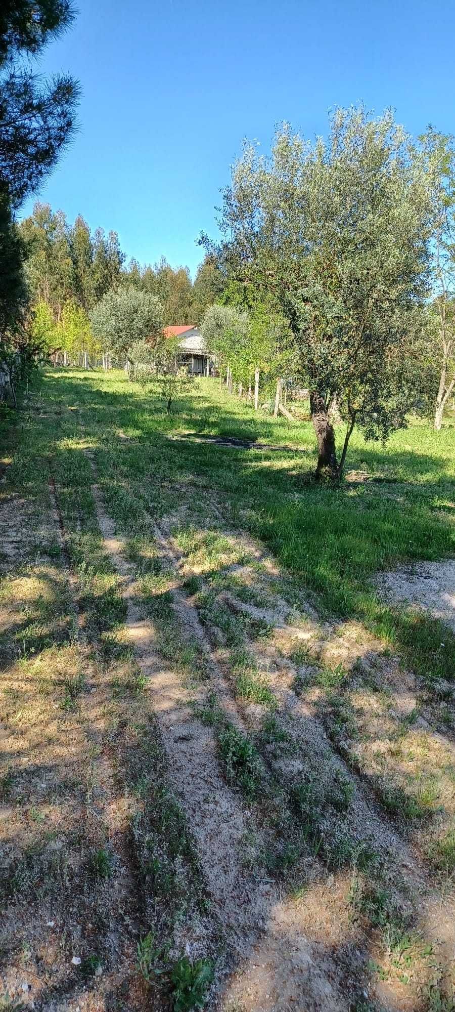 Quinta + Mata com vista para a Serra da Estrela